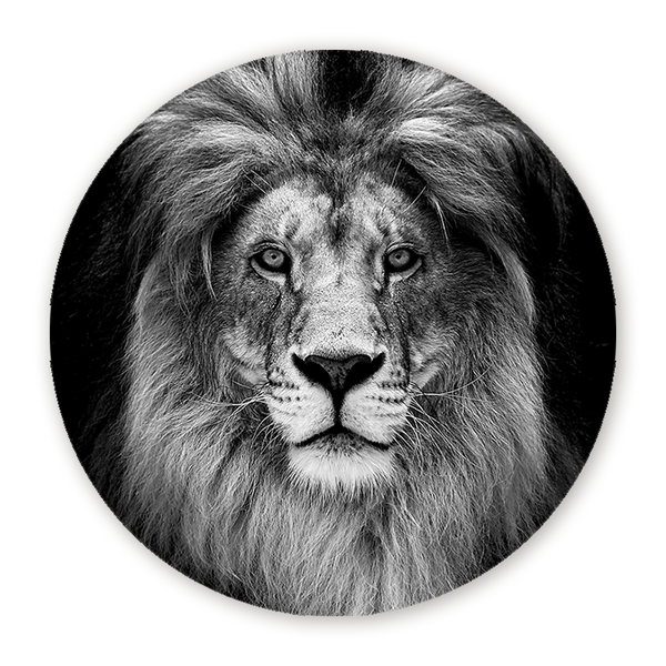 Muurcirkel Koninklijke Leeuw