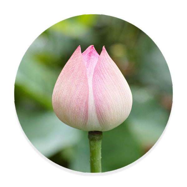 Muurcirkel Lotus Bloem