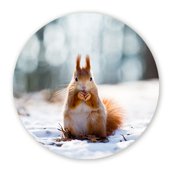 Muurcirkel Notenfeest in de Sneeuw