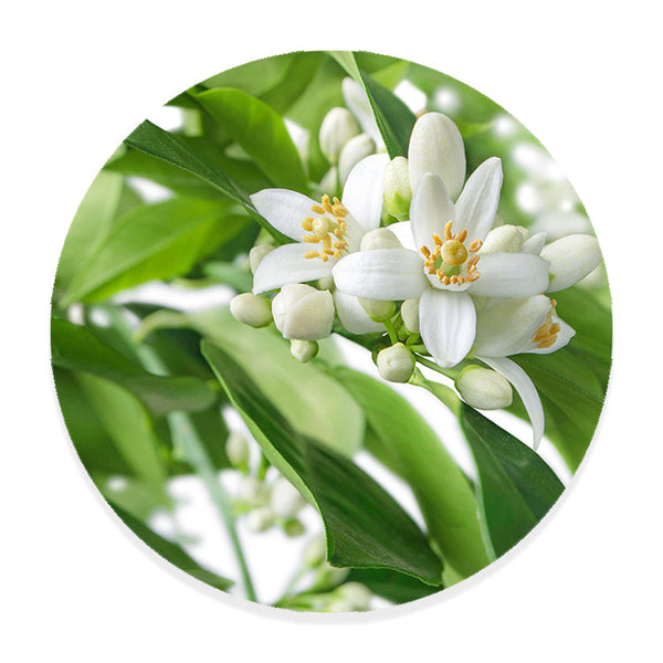 Muurcirkel Citrusbloesems in volle Pracht