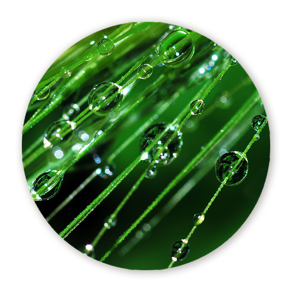 Muurcirkel Regendruppels op een Plant