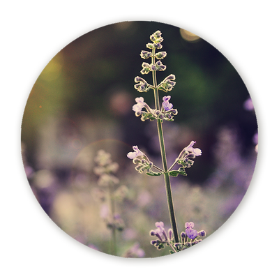 Muurcirkels Bloemen & Planten