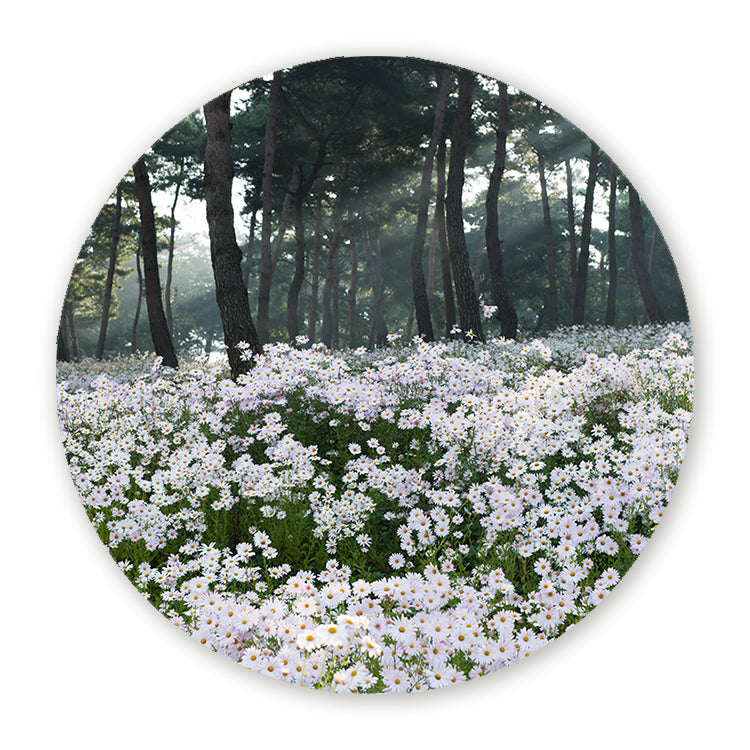 Muurcirkel met witte bloemen in een groen dennenbos