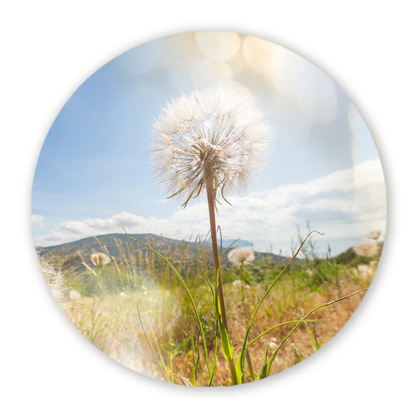 Muurcirkel met een paardenbloem in een zonnig grasveld onder blauwe lucht
