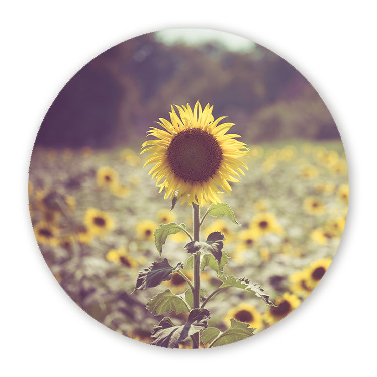Muurcirkel met zonnebloem in een zonnig bloemenveld