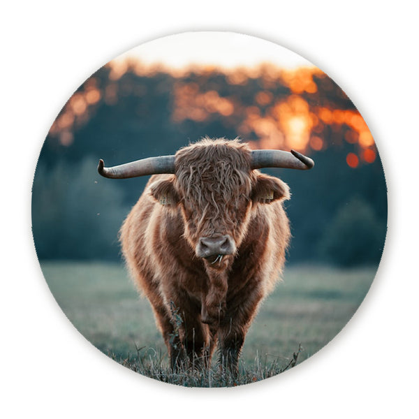 Muurcirkel met een Schotse hooglander en lange hoorns bij zonsondergang