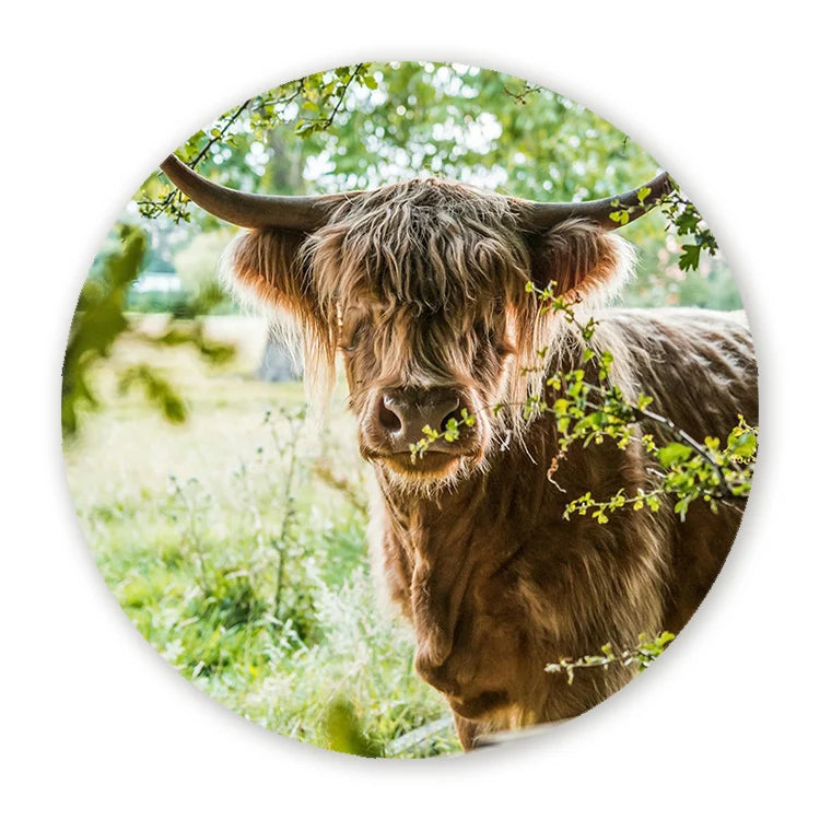 Muurcirkel Zonovergoten Schotse Hooglander - Wandcirkel