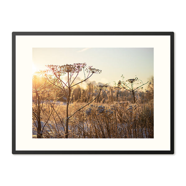 Poster in Lijst Droogplanten in Winterzon