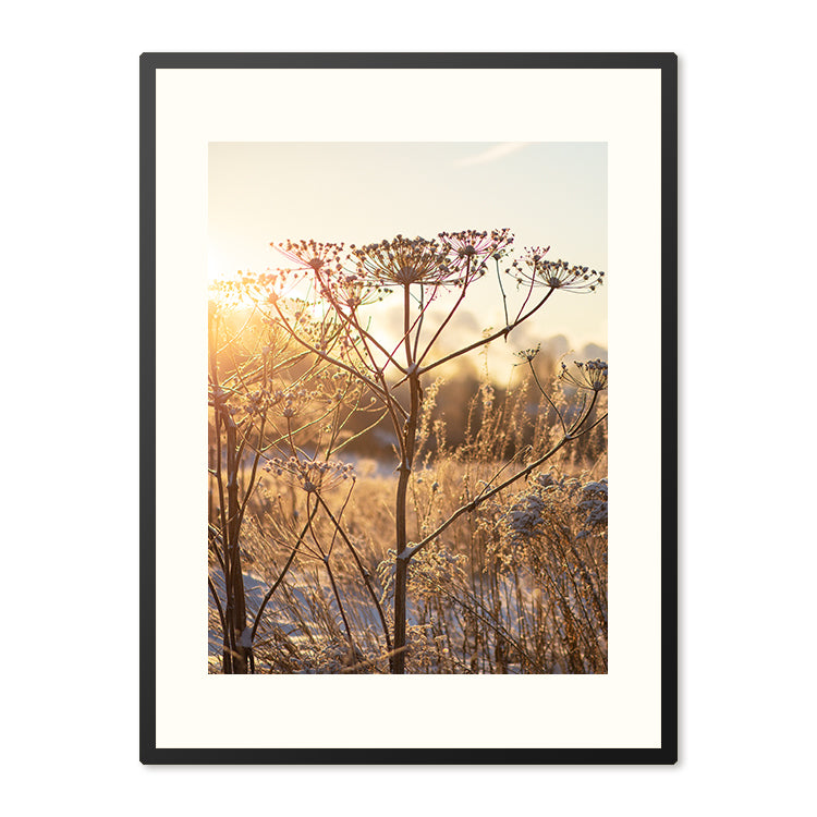 Poster in Lijst Droogplanten in Winterzon – foto 2