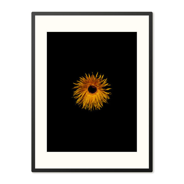 Poster in Lijst Immortelle Strobloem