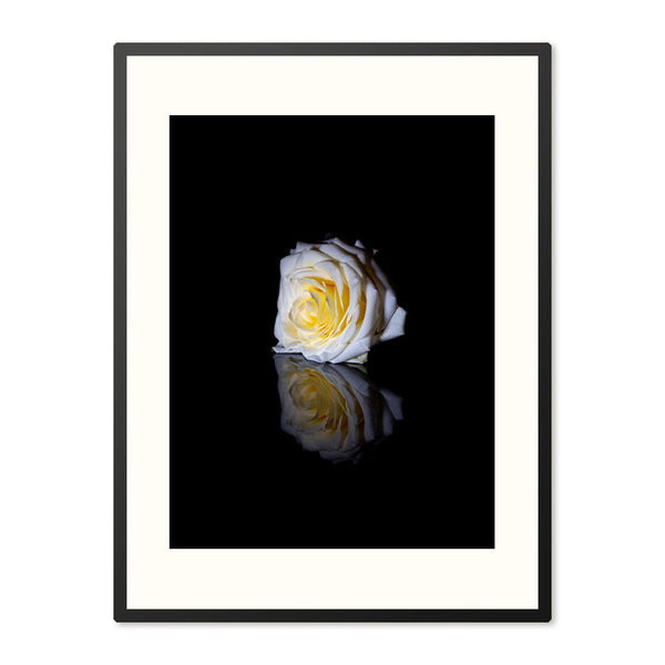 Poster in Lijst Witte Roos