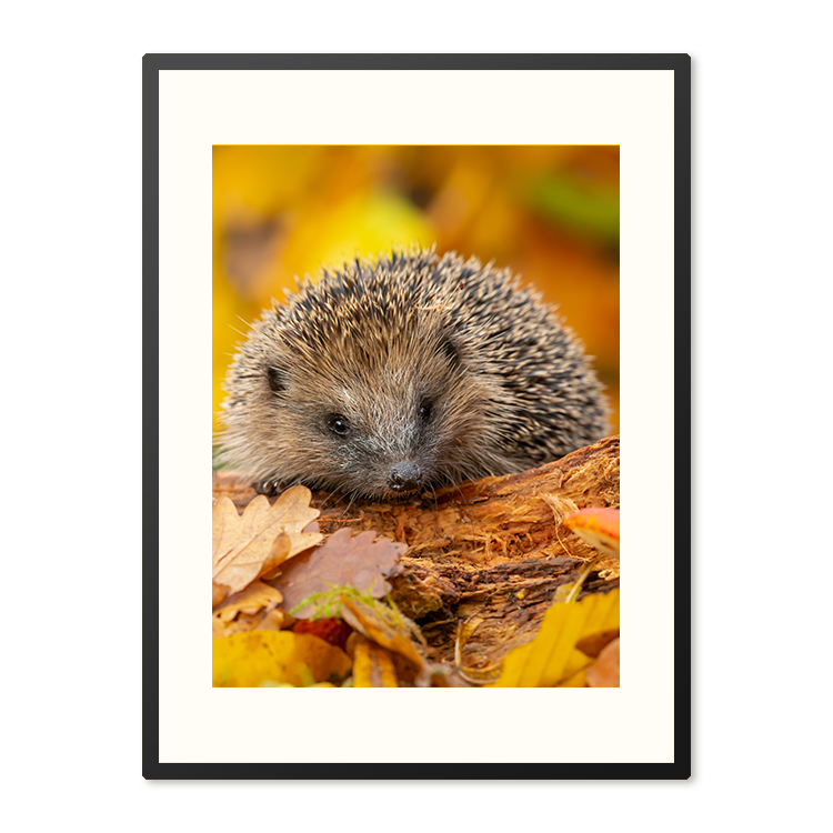 Poster in Lijst Herfstsnuffel – foto 4
