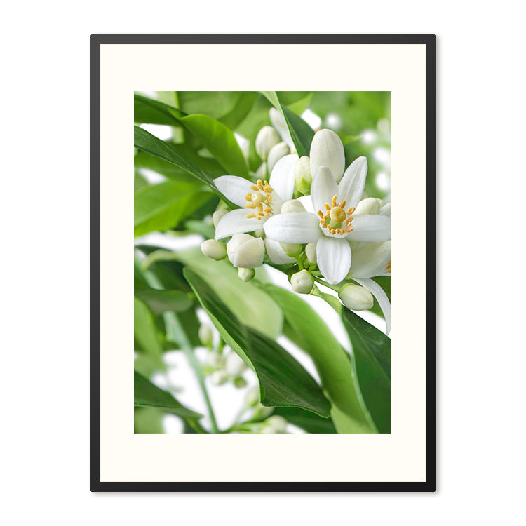 Poster in Lijst Citrusbloesems in volle Pracht