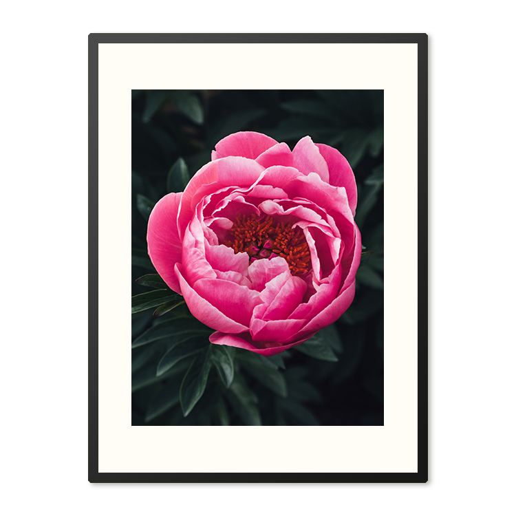 Poster in Lijst Prachtige Rose Pioenroos – foto 4