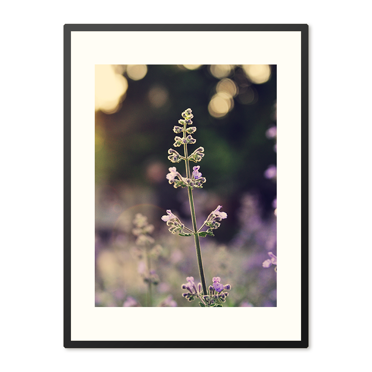 Poster in Lijst Veld van Lavendelbloemen – foto 4