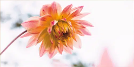 Schilderij Dahlia