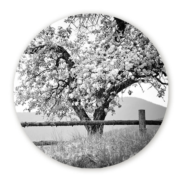 Zwart-wit muurcirkel van een bloesemboom achter een houten hek in een rustgevend landschap