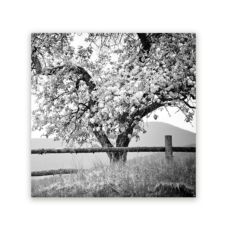 Schilderij Bloesemboom Zwart-Wit