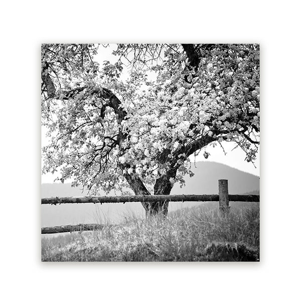 Schilderij Bloesemboom Zwart-Wit