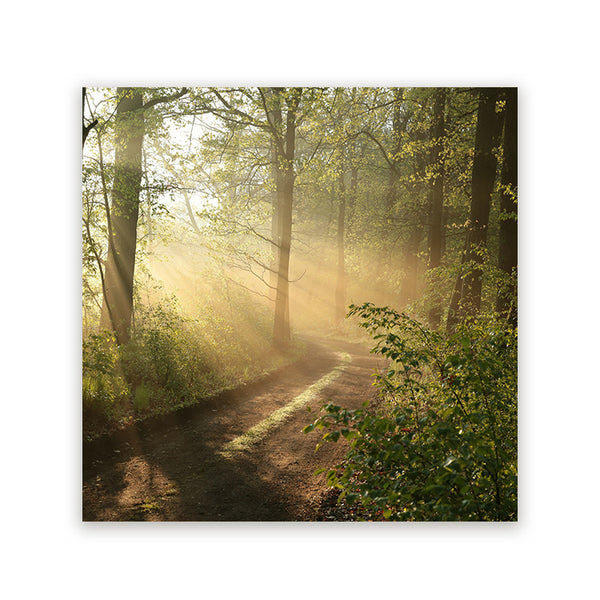 Vierkant schilderij met een bospad en zonnestralen tussen groene bomen
