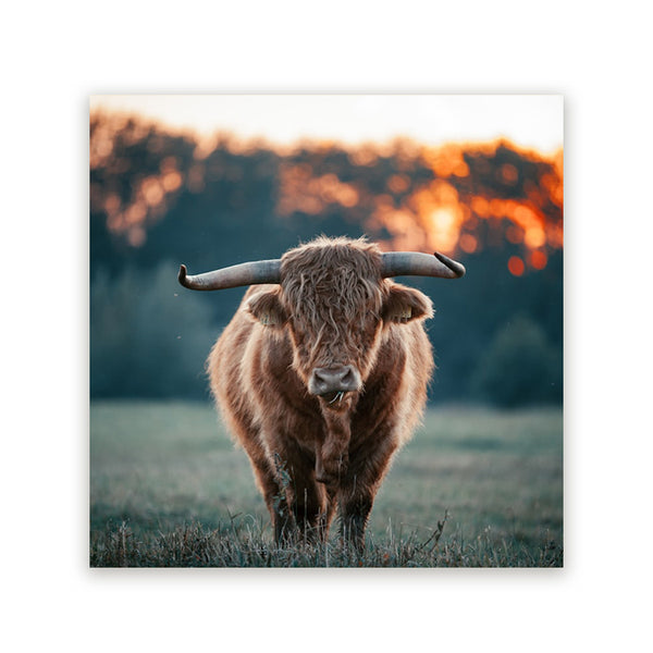 Vierkant schilderij met een Schotse hooglander en lange hoorns bij zonsondergang