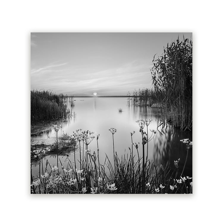 Zwart-wit schilderij van een rustig meer met riet en bloemen bij zonsondergang