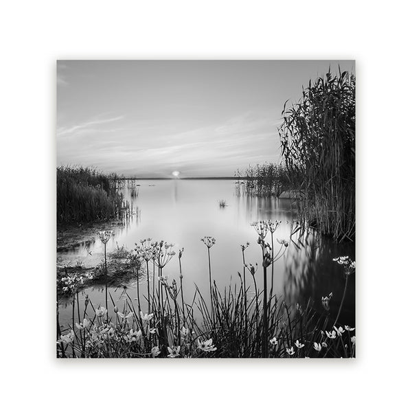 Zwart-wit schilderij van een rustig meer met riet en bloemen bij zonsondergang