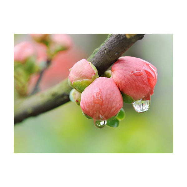 Schilderij Roze Ontluikende Bloemknoppen
