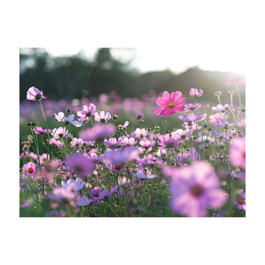 Schilderij Veldbloemen in Volle Bloei