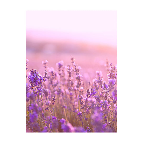 Schilderij Lavendel Bloemen