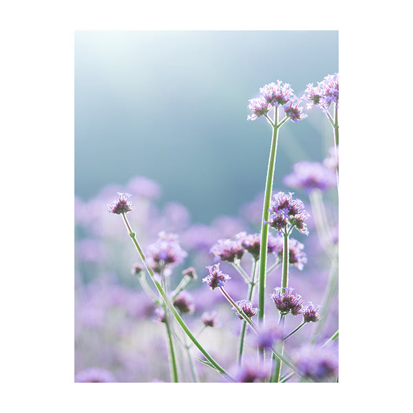 Schilderij Sierlijke Paarse Magie