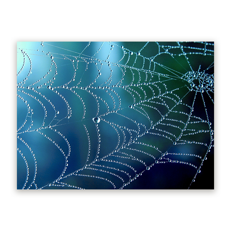 Schilderij Regenpatroon op een Spinnenweb