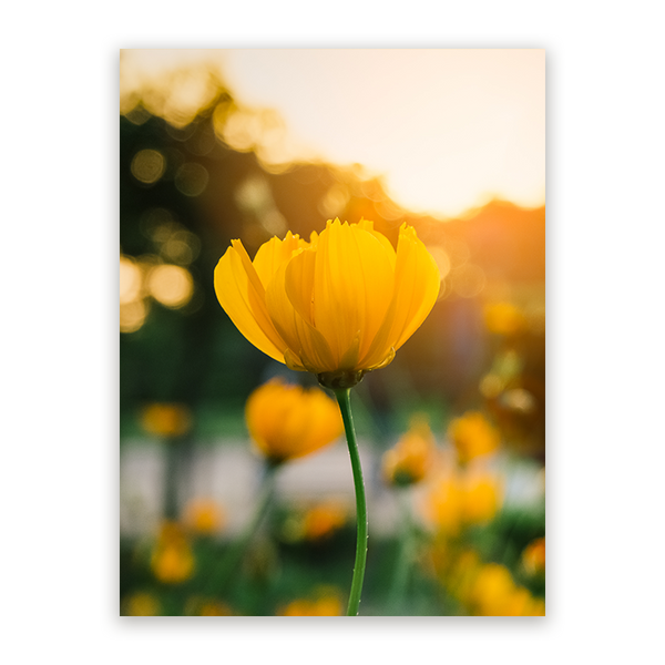 Schilderij Veld van Bloeiende Gele Bloemen