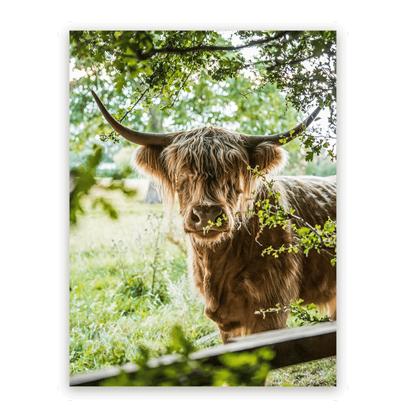 Zelfklevende Muursticker - Zonovergoten Schotse Hooglander