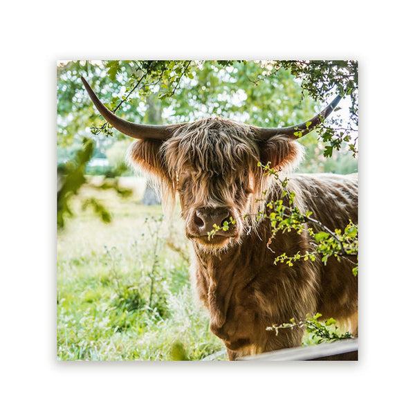 Schilderij Zonovergoten Schotse Hooglander