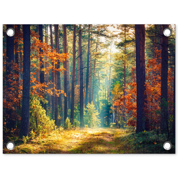 Tuinposter Zonlicht in Herfstbos