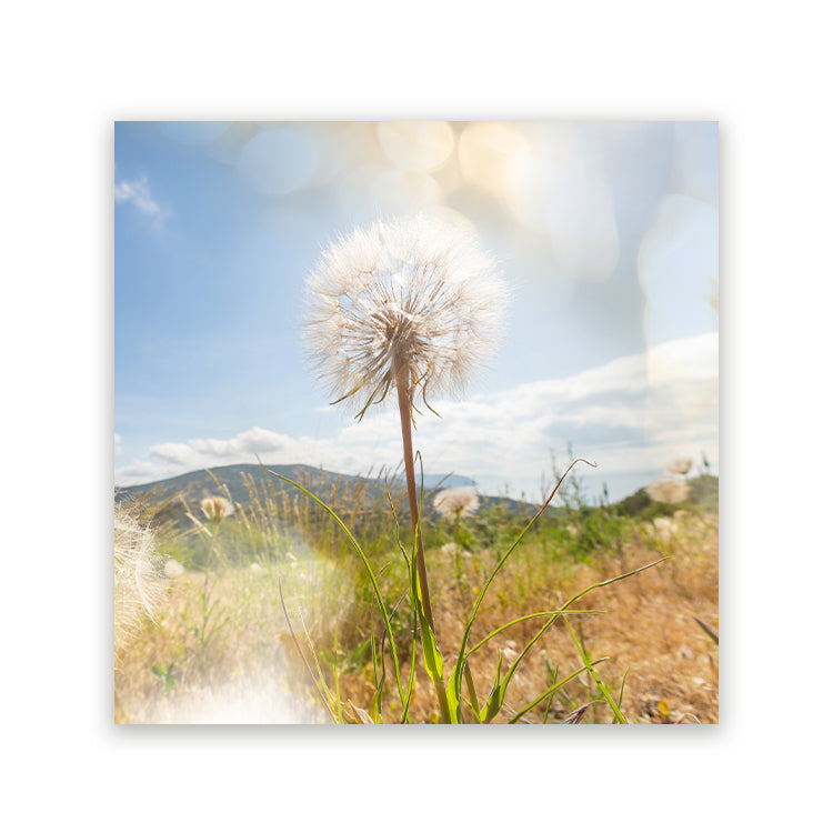 Vierkant schilderij met een paardenbloem in een zonnig grasveld onder blauwe lucht