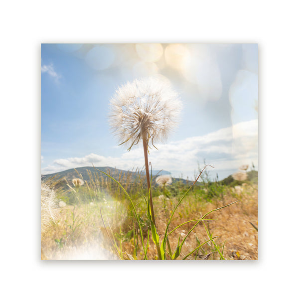 Vierkant schilderij met een paardenbloem in een zonnig grasveld onder blauwe lucht