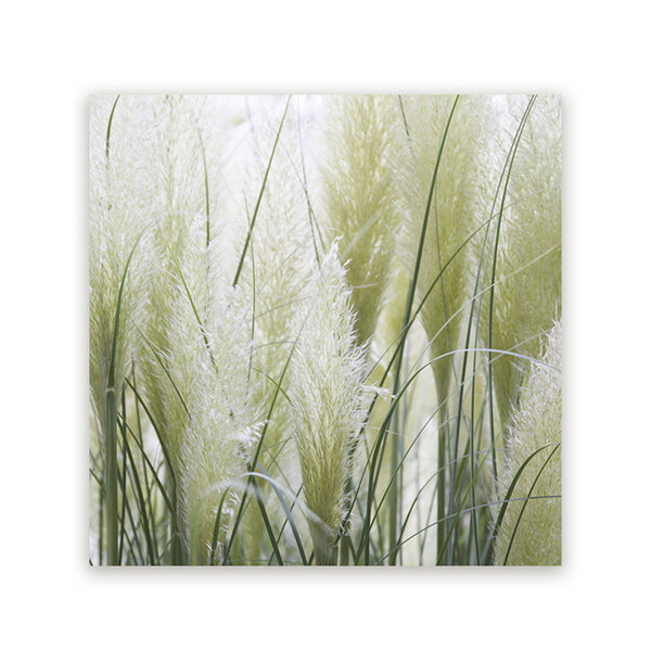 Vierkant schilderij met wit pampasgras en fijne groene grassprieten