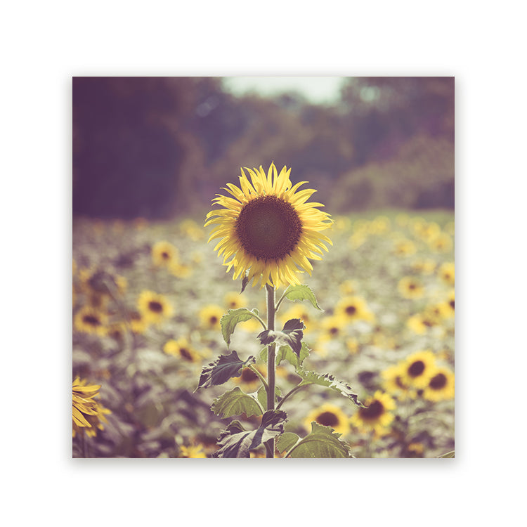 Vierkant schilderij met zonnebloem in een zonnig bloemenveld