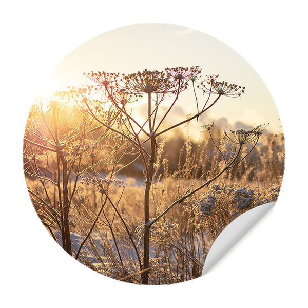 Zelfklevende Muursticker - Plant in de Winterzon - Ronde Muursticker