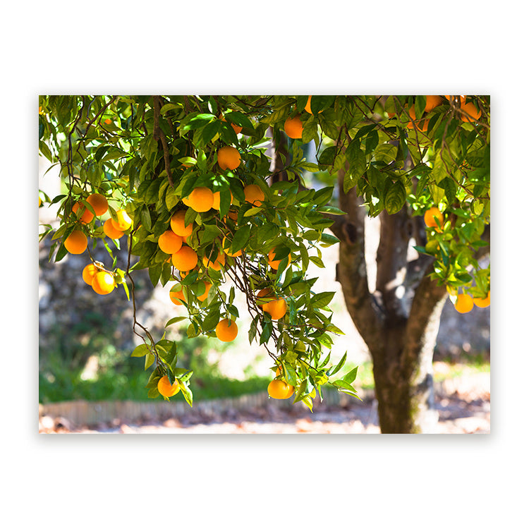 Zelfklevende Muursticker - Sinaasappels aan de Boom - Liggend