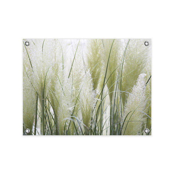 Tuinposter Pampas Gras